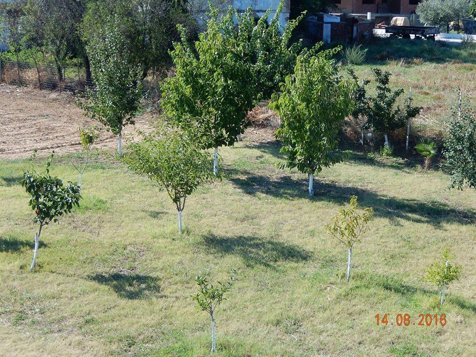 Noula * Makrygialos